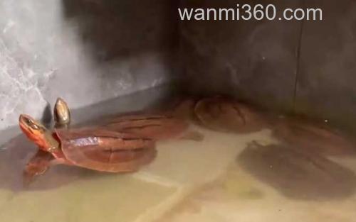 金钱龟_1
