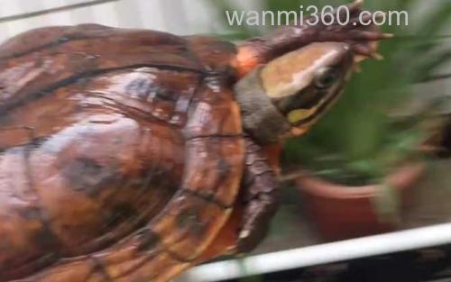 金钱龟_3