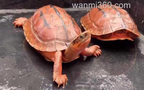 金钱龟_0
