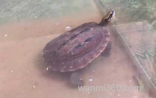 金钱龟_1
