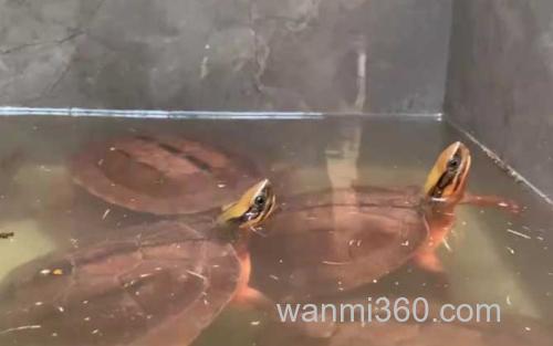金钱龟_2