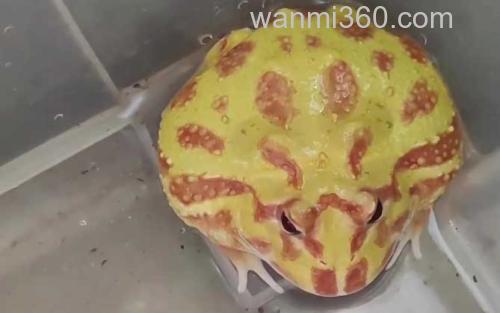 角蛙_2
