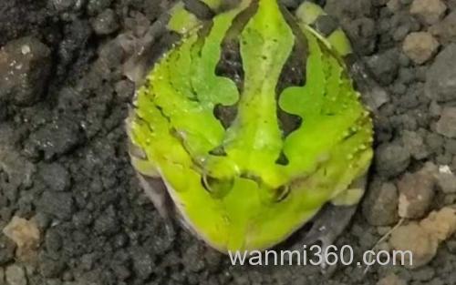 角蛙_3