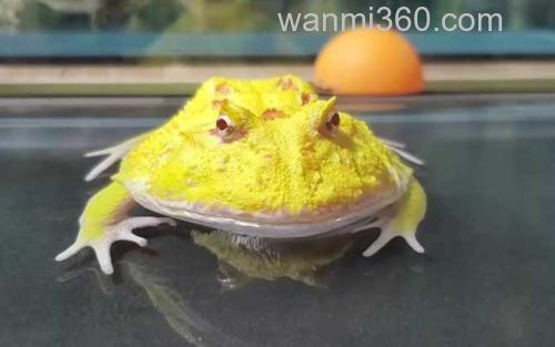角蛙_2