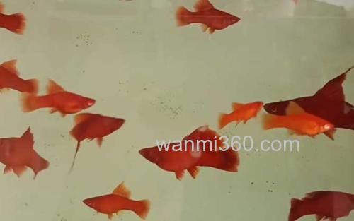 红箭鱼_1