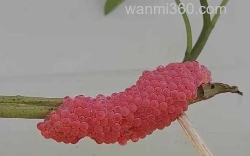 福寿螺卵_1