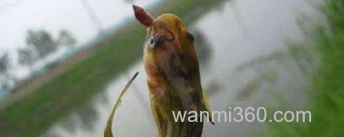 蚯蚓钓鱼_0
