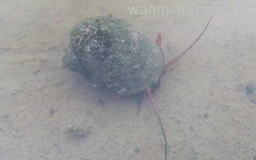 福寿螺_3
