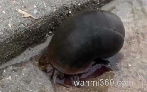 福寿螺_1