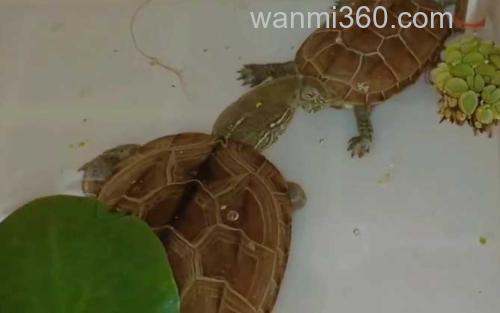 乌龟_2