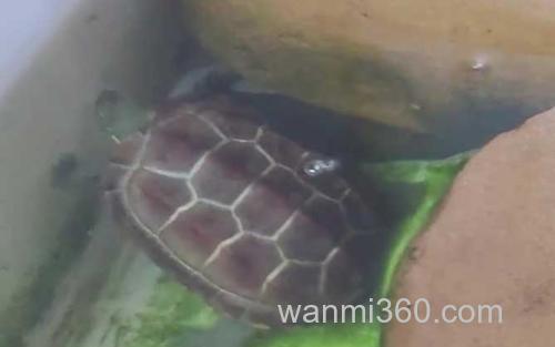 乌龟_3