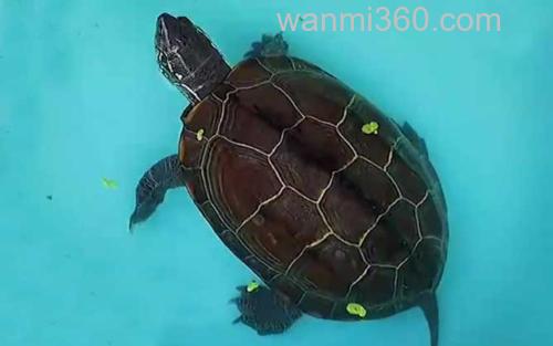 乌龟_0