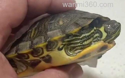 乌龟_2