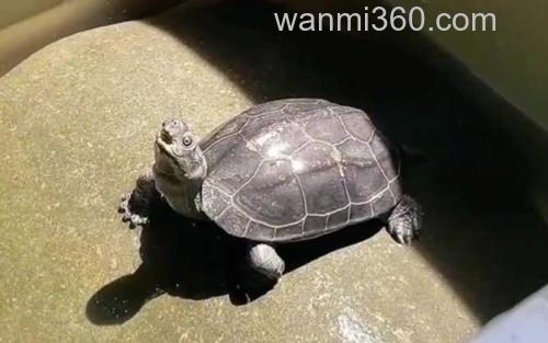 乌龟_0