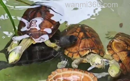 乌龟_1