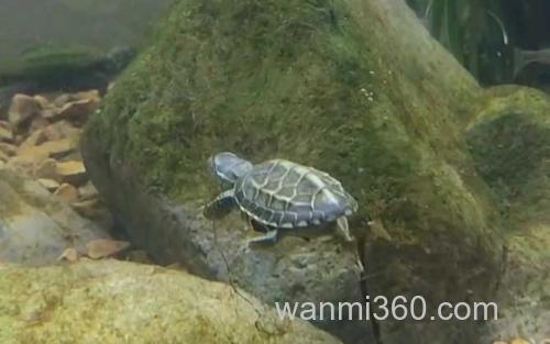 乌龟_2