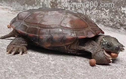乌龟_0