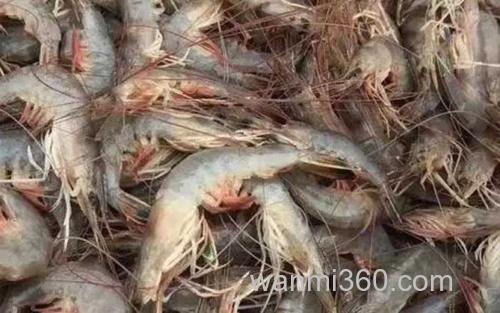 对虾_0