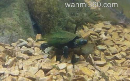 乌龟_2