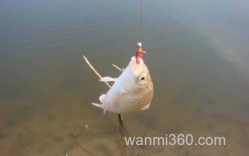 自然饵料_0