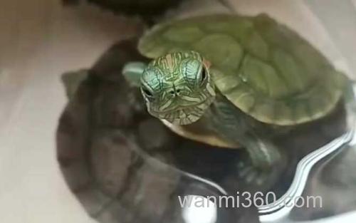 巴西红耳龟_2