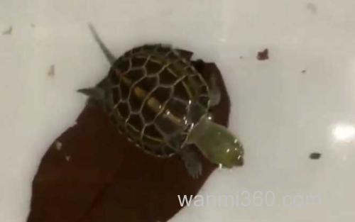 乌龟_2
