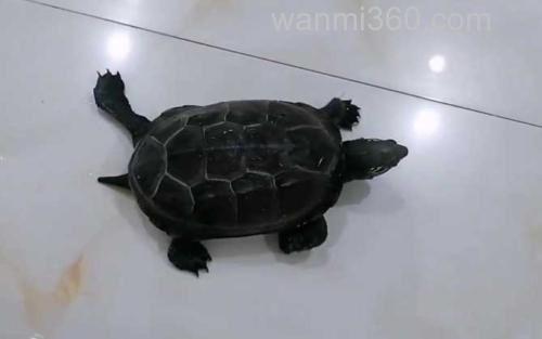 乌龟_1