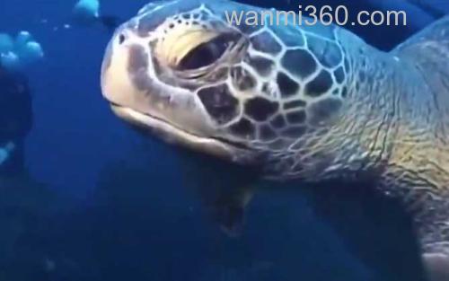 棱皮龟_3