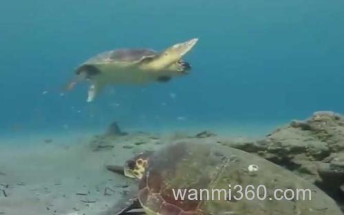 绿海龟_2