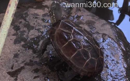 乌龟_0
