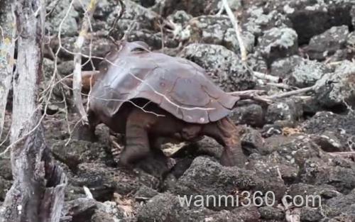加拉帕戈斯象龟_2