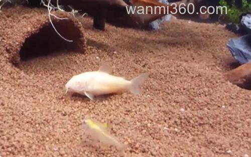 鼠鱼_2