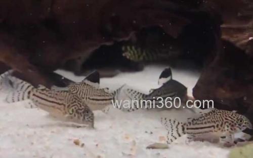 鼠鱼_2