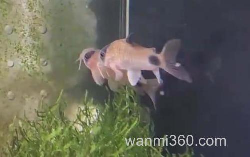 鼠鱼_2