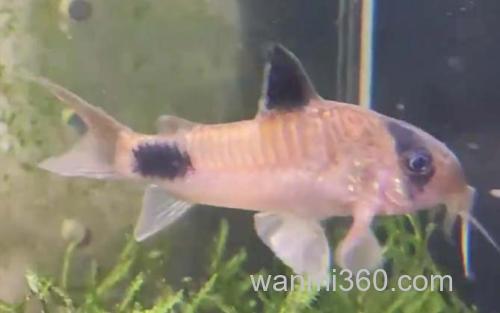 熊猫鼠鱼_1
