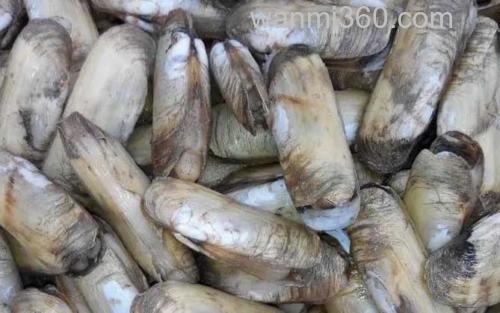 蛏子_3