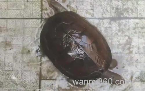 黄喉拟水龟_0