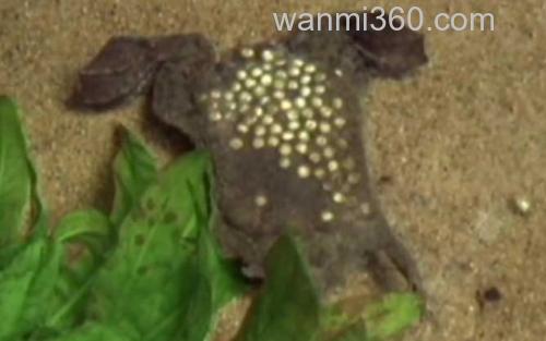 琵琶蟾蜍_1