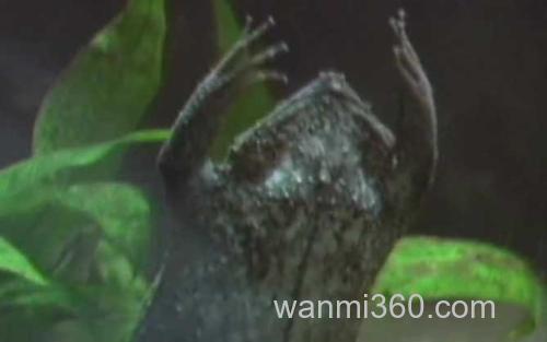 琵琶蟾蜍_3
