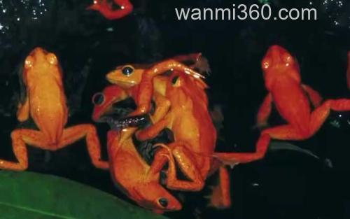 金蟾蜍_1