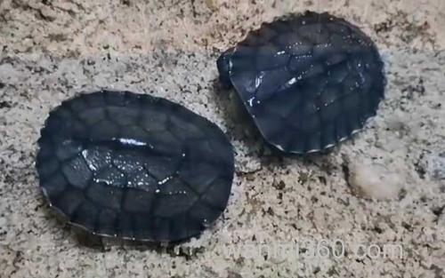 黄喉拟水龟_1