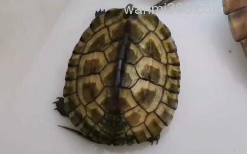 黄喉拟水龟_0