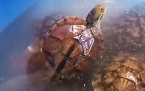 黄喉拟水龟_1