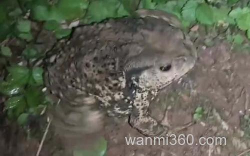 蟾蜍_1