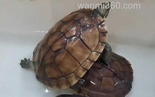 黄喉拟水龟_2