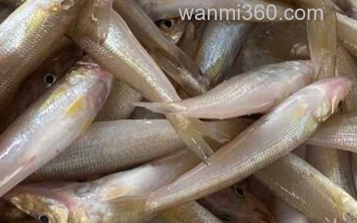 沙丁鱼_2
