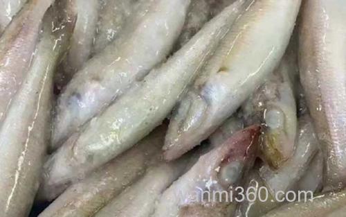沙丁鱼_1