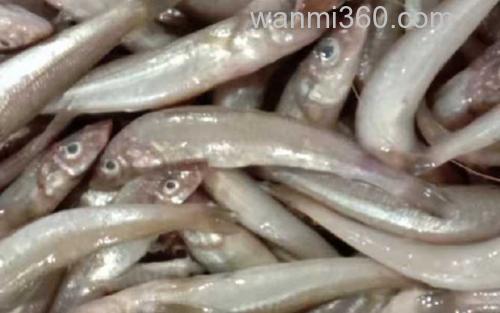 沙丁鱼_1