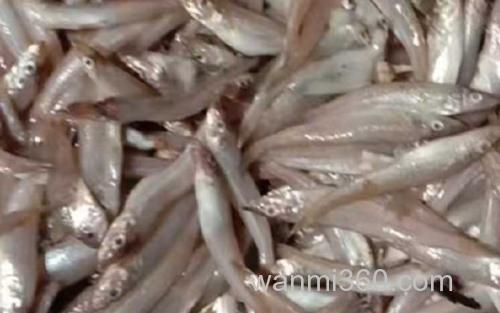 沙丁鱼_3