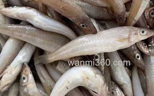 沙丁鱼_0